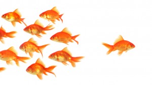 Goldfish going against the flow